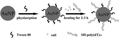 DNA-functionalized gold nanoparticles: Modification, characterization, and biomedical applications